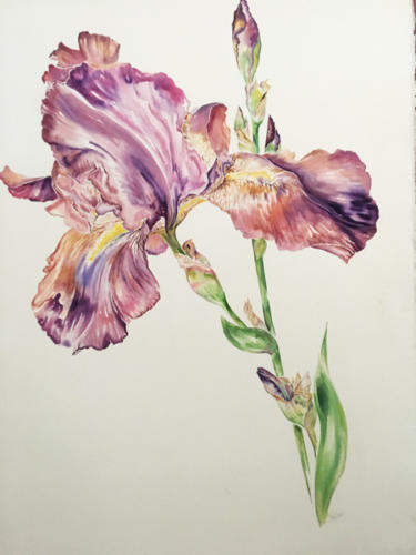 Large Iris