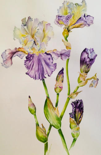 Purple Iris